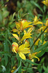 Glory Of The Andes Alstroemeria (Alstroemeria 'Glory Of The Andes') at GardenWorks
