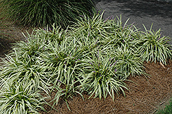 Variegata Lily Turf (Liriope muscari 'Variegata') at GardenWorks