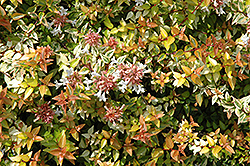 Kaleidoscope Abelia (Abelia x grandiflora 'Kaleidoscope') at GardenWorks