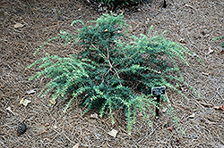 Purple King Mountain Plum Pine (Podocarpus lawrencei 'Purple King') at GardenWorks