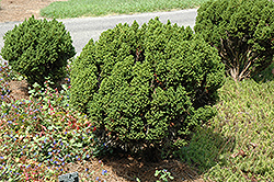 Vilmoriniana Japanese Cedar (Cryptomeria japonica 'Vilmoriniana') at GardenWorks