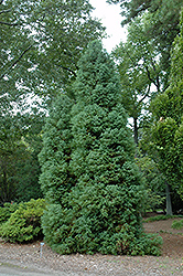 Elegans Japanese Cedar (Cryptomeria japonica 'Elegans') at GardenWorks