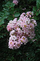 Near East Crapemyrtle (Lagerstroemia indica 'Near East') at GardenWorks
