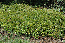Dwarf Umbrella Plant (Cyperus albostriatus 'Nanus') at GardenWorks