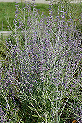 Taiga Russian Sage (Perovskia atriplicifolia 'Taiga') at GardenWorks