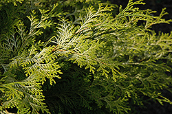 Elmwood Hinoki Falsecypress (Chamaecyparis obtusa 'Elmwood') at GardenWorks