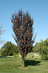 Crimson Pointe Plum (Prunus cerasifera 'Crimson Pointe') at GardenWorks