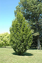 Frans Fontaine Hornbeam (Carpinus betulus 'Frans Fontaine') at GardenWorks