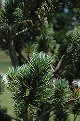 Dwarf Blue Japanese Pine (Pinus parviflora 'Glauca Nana') at GardenWorks