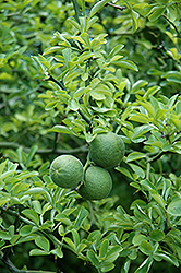Japanese Bitter Orange (Poncirus trifoliata) at GardenWorks