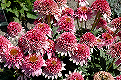Butterfly Kisses Coneflower (Echinacea purpurea 'Butterfly Kisses') at GardenWorks