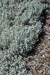 Yo Yo Snow-In-Summer (Cerastium tomentosum 'Yo Yo') at GardenWorks