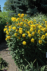 Happy Days Sunflower (Helianthus 'Happy Days') at GardenWorks