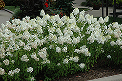 Sweet Summer Hydrangea (Hydrangea paniculata 'Sweet Summer') at GardenWorks