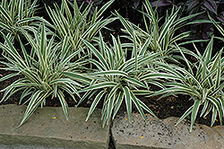 Variegated Flax Lily (Dianella tasmanica 'Variegata') at GardenWorks