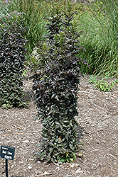 Black Tower Elder (Sambucus nigra 'Eiffel01') at GardenWorks