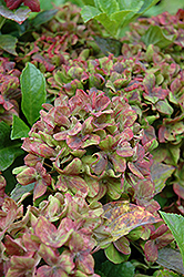 Pistachio Hydrangea (Hydrangea macrophylla 'Horwack') at GardenWorks