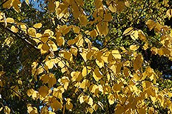 Paper Birch (Betula papyrifera) at GardenWorks