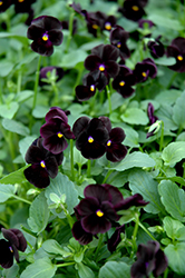 Sorbet Black Delight Pansy (Viola 'Sorbet Black Delight') at GardenWorks
