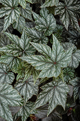 Gryphon Begonia (Begonia 'Gryphon') at GardenWorks