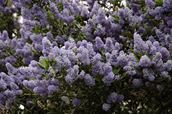Victoria California Lilac (Ceanothus thyrsiflorus 'Victoria') at GardenWorks