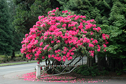 Anna Rose Whitney Rhododendron (Rhododendron 'Anna Rose Whitney') at GardenWorks