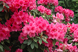Anna Rose Whitney Rhododendron (Rhododendron 'Anna Rose Whitney') at GardenWorks