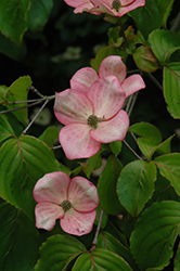 Stellar Pink Flowering Dogwood (Cornus 'Stellar Pink') at GardenWorks