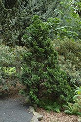 Nana Dwarf Hinoki Falsecypress (Chamaecyparis obtusa 'Nana') at GardenWorks