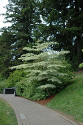 Variegated Giant Dogwood (Cornus controversa 'Variegata') at GardenWorks
