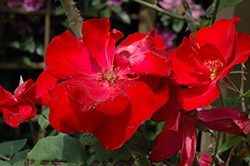 Altissimo Rose (Rosa 'Altissimo') at GardenWorks