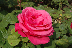 Electron Rose (Rosa 'Electron') at GardenWorks