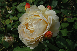 Golden Celebration Rose (Rosa 'Golden Celebration') at GardenWorks