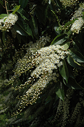 Portugal Laurel (Prunus lusitanica) at GardenWorks