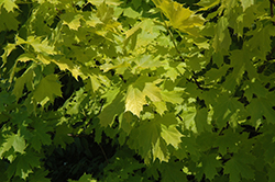 Princeton Gold Maple (Acer platanoides 'Princeton Gold') at GardenWorks