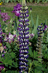 The Governor Lupine (Lupinus 'The Governor') at GardenWorks
