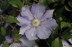 H.F. Young Clematis (Clematis 'H.F. Young') at GardenWorks