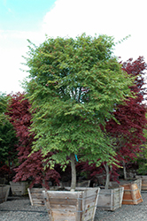 Nishiki Gawa Japanese Maple (Acer palmatum 'Nishiki Gawa') at GardenWorks