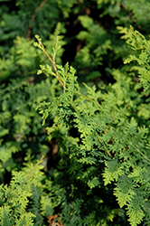 Fernspray Hinoki Falsecypress (Chamaecyparis obtusa 'Filicoides') at GardenWorks