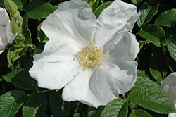 White Rugosa Rose (Rosa rugosa 'Alba') at GardenWorks