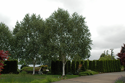 Whitebark Himalayan Birch (Betula utilis 'var. jacquemontii') at GardenWorks