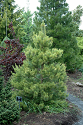 Gold Coin Scotch Pine (Pinus sylvestris 'Gold Coin') at GardenWorks