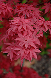 Twombly's Red Sentinel Japanese Maple (Acer palmatum 'Twombly's Red Sentinel') at GardenWorks