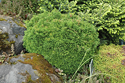 Green Globe Lawson Falsecypress (Chamaecyparis lawsoniana 'Green Globe') at GardenWorks