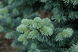 Compact Alpine Fir (Abies lasiocarpa 'Compacta') at GardenWorks