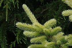 Gebelle's Golden Spring Colorado Spruce (Picea pungens 'Gebelle's Golden Spring') at GardenWorks