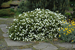 White Rockrose (Cistus ladanifer 'var. albiflorus') at GardenWorks