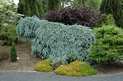 The Blues Colorado Blue Spruce (Picea pungens 'The Blues') at GardenWorks
