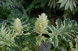 Whitewater Acanthus (Acanthus 'Whitewater') at GardenWorks