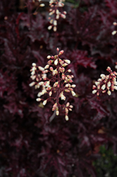 Blackberry Crisp Coral Bells (Heuchera 'Blackberry Crisp') at GardenWorks